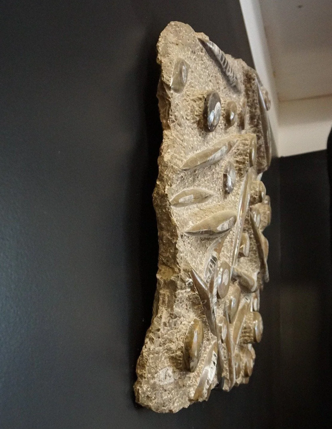 Ammonite Orthoceras Fossil Wall Hanging - Image 3