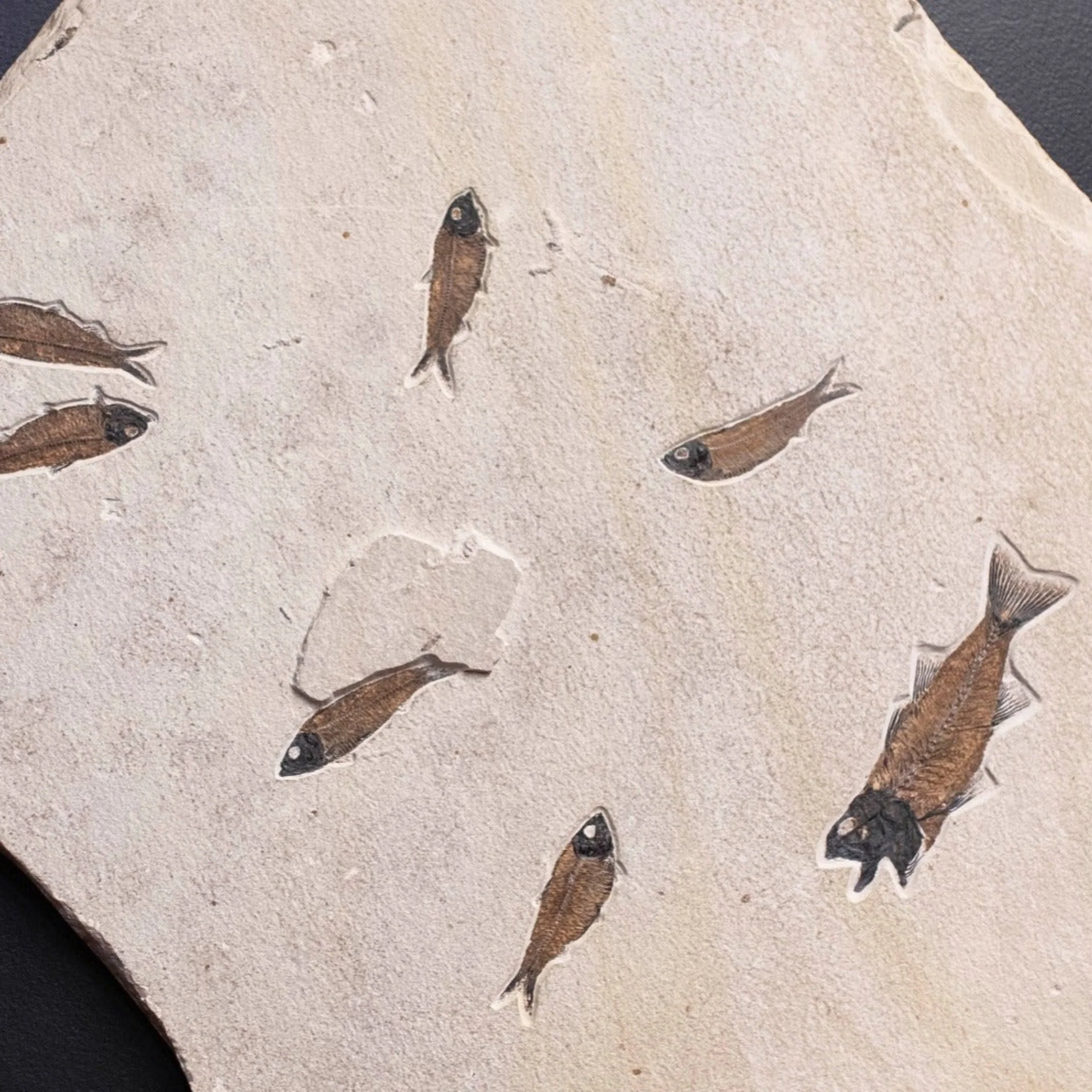 Fish Fossil Slab Wall Hanging Custom Frame - Image 3
