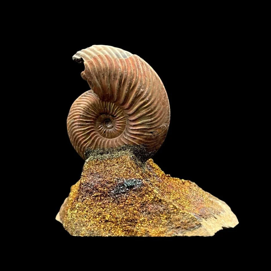 Opalized Ammonite Fossil For Sale - Image 3