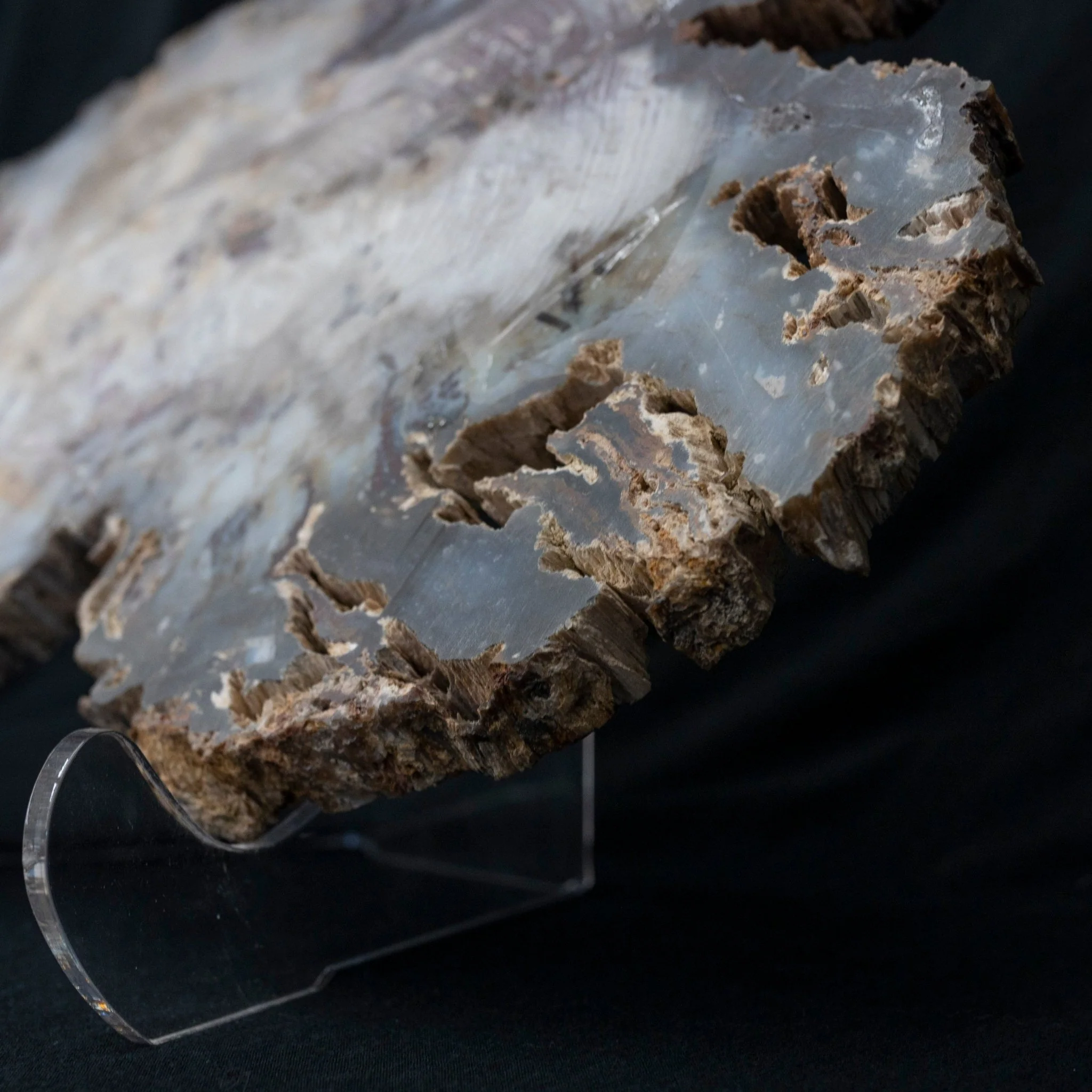 Petrified Wood Slice Utah Fossilized Rock - Image 3