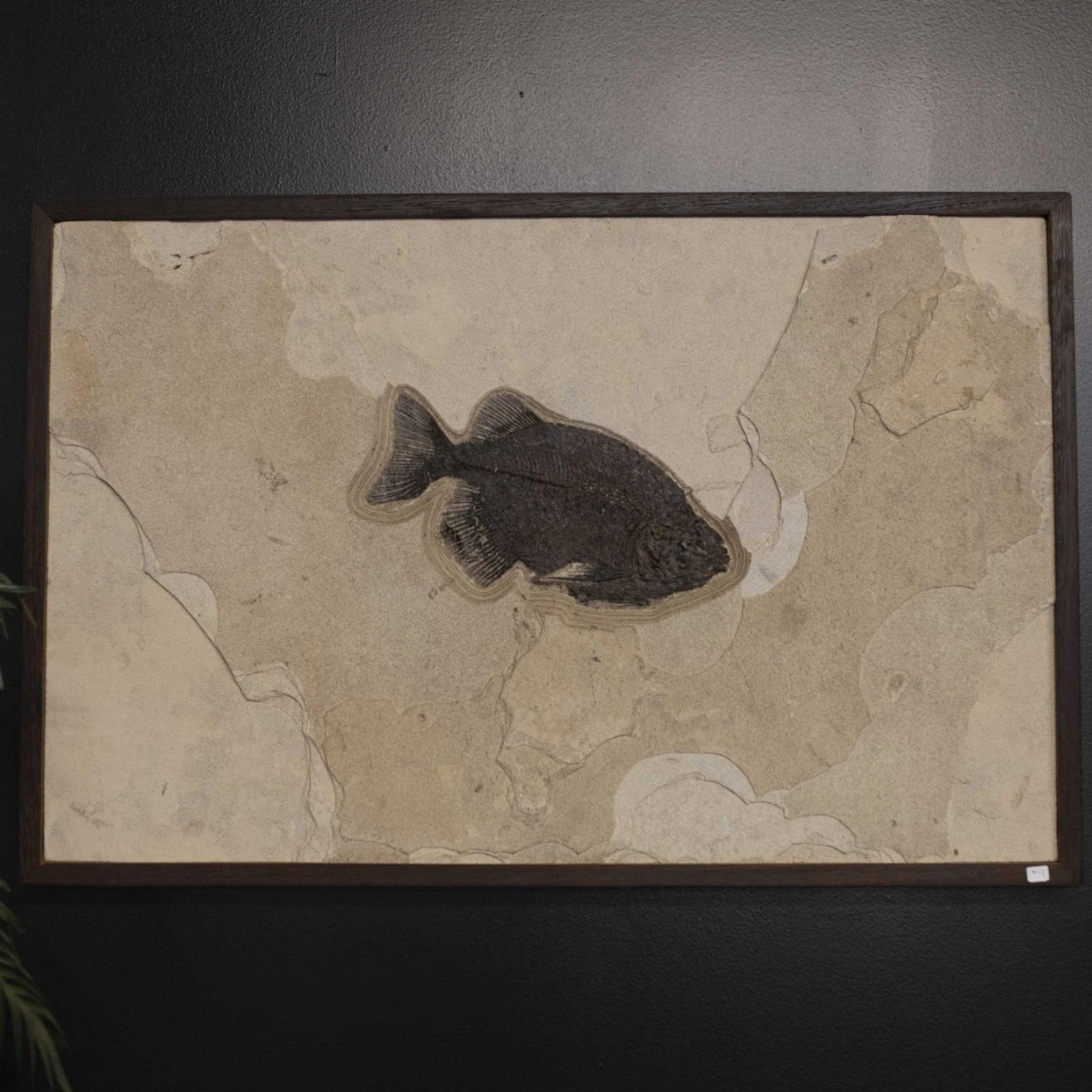 Fossil Fish Wyoming - Image 3